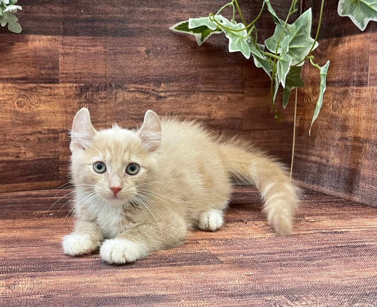 アメリカン・カール ｜ペット検索｜ペット大好き！